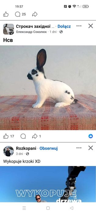 Szukam samca króla