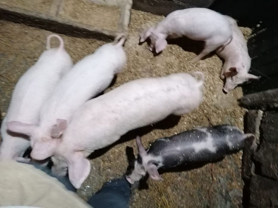Vendo leitões para criação ou consumo