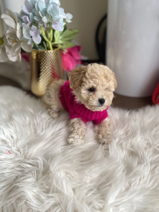 Шикарні vip якості мальтипу Ф-1