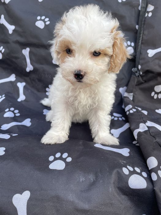 Девочка той пудель