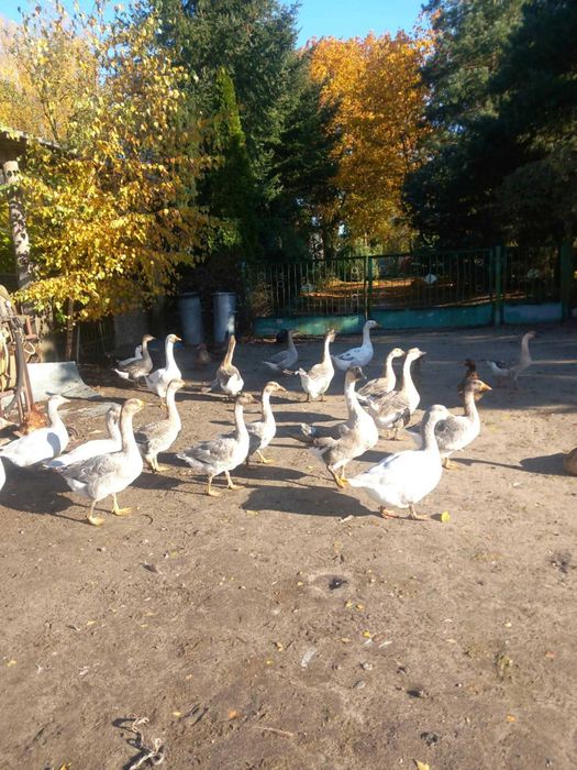 Gęsi/Kaczki/Kaczory (żywe)