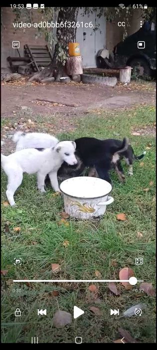 Собачки шукають дім