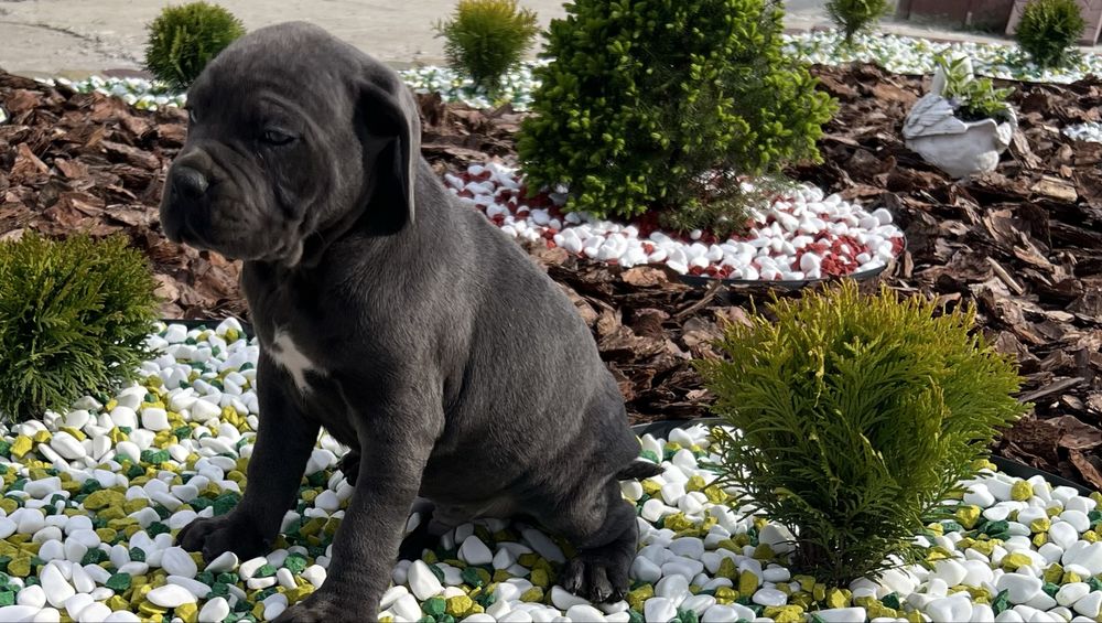 Cane corso Italiano-сірого окрасу
