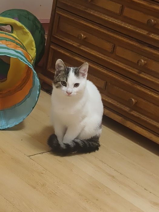Kropek kocurek pięć miesięcy zdrowy