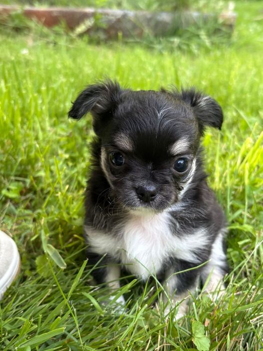 Chihuahua długowłosy piesek