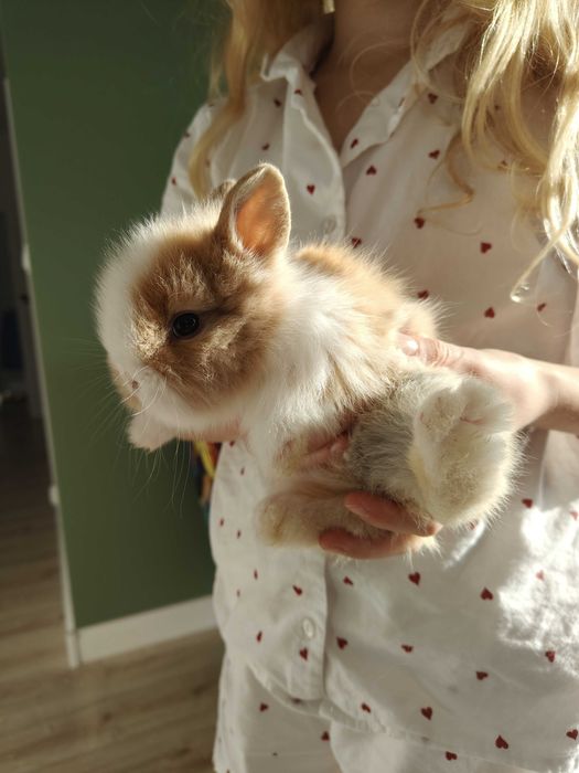 Króliki małe 3 sztuki