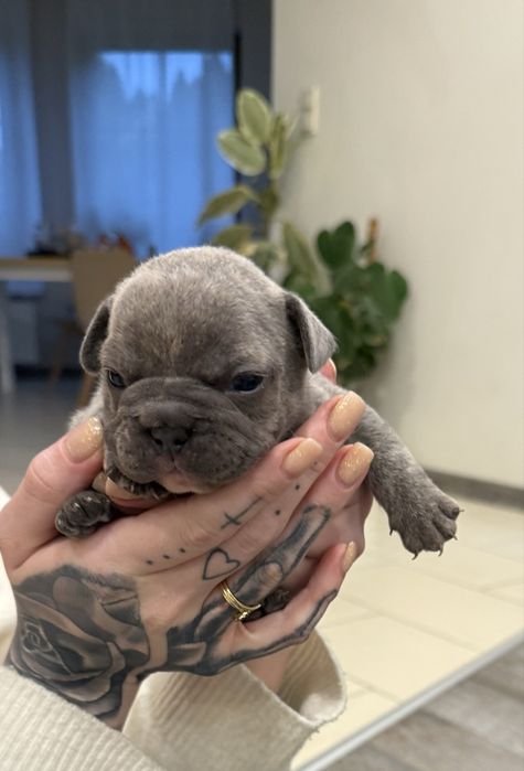 buldog francuski  rezerwacja