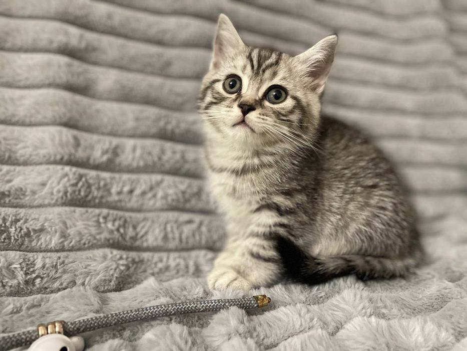 Шотландська срібна шиншила.