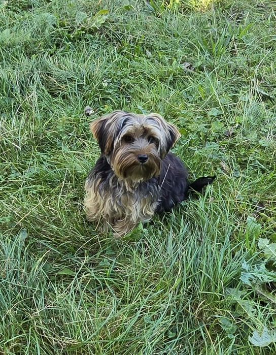 Piesek 9 miesiący Yorkshire terrier