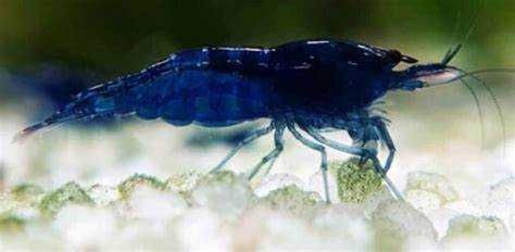 krewetka blue velvet GRUBY KOCUR sklep zoologiczny