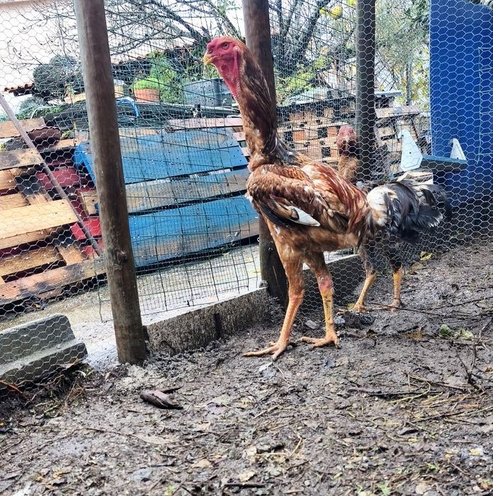 Ovos e Pintos Índio Gigante Brasileiro