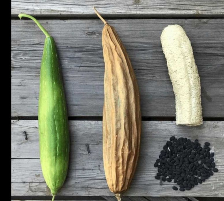 Luffa esponja vegetal_sementes