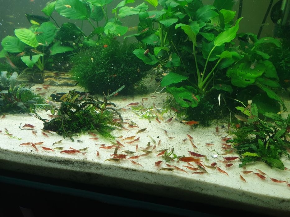 Krewetki neocaridina + gratisy