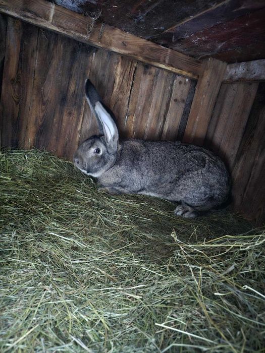 Króliki belgijskie