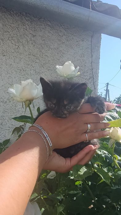 Шукають люблячих господарів чарівні кошенята!