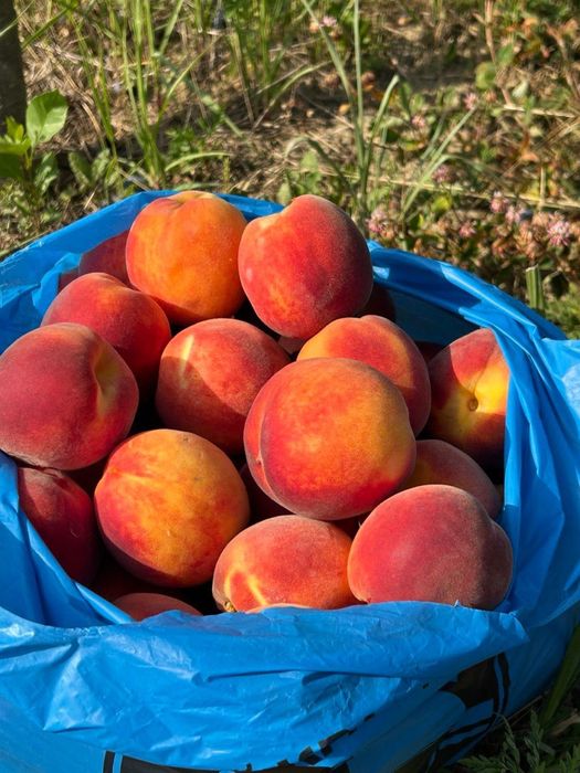 Берегово .Земельна ділянка 15 га,персик сад