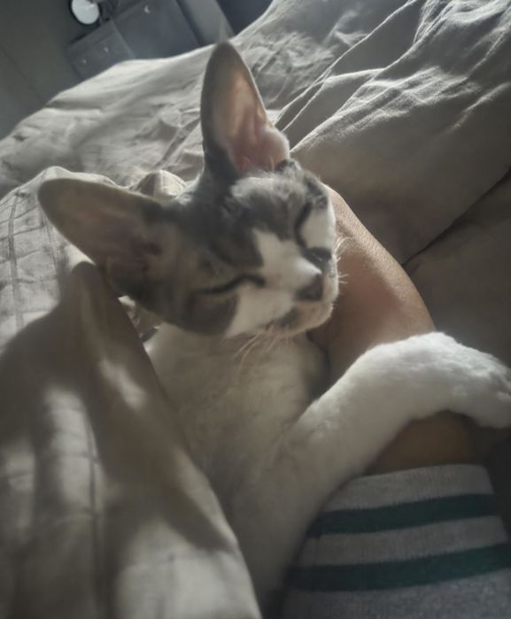 Devon rex najsłodsza kotka