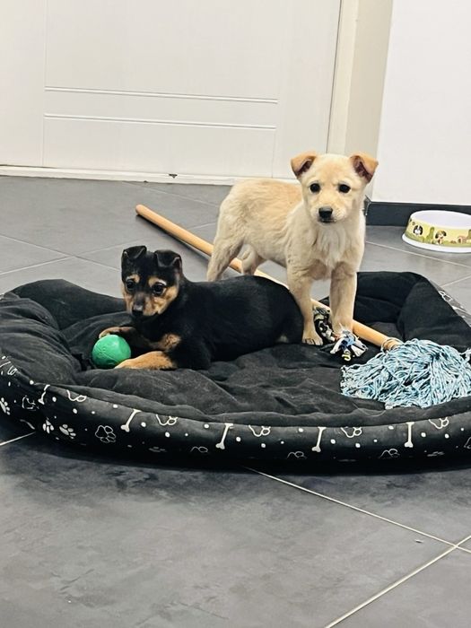 Цуцик, собачка, собака, щенок