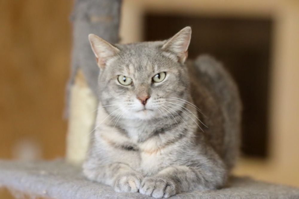 Яркая кошка Харпер, красавица, 4 года, привита, котенок, кот