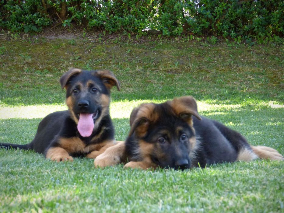 Cachorros pastor alemao