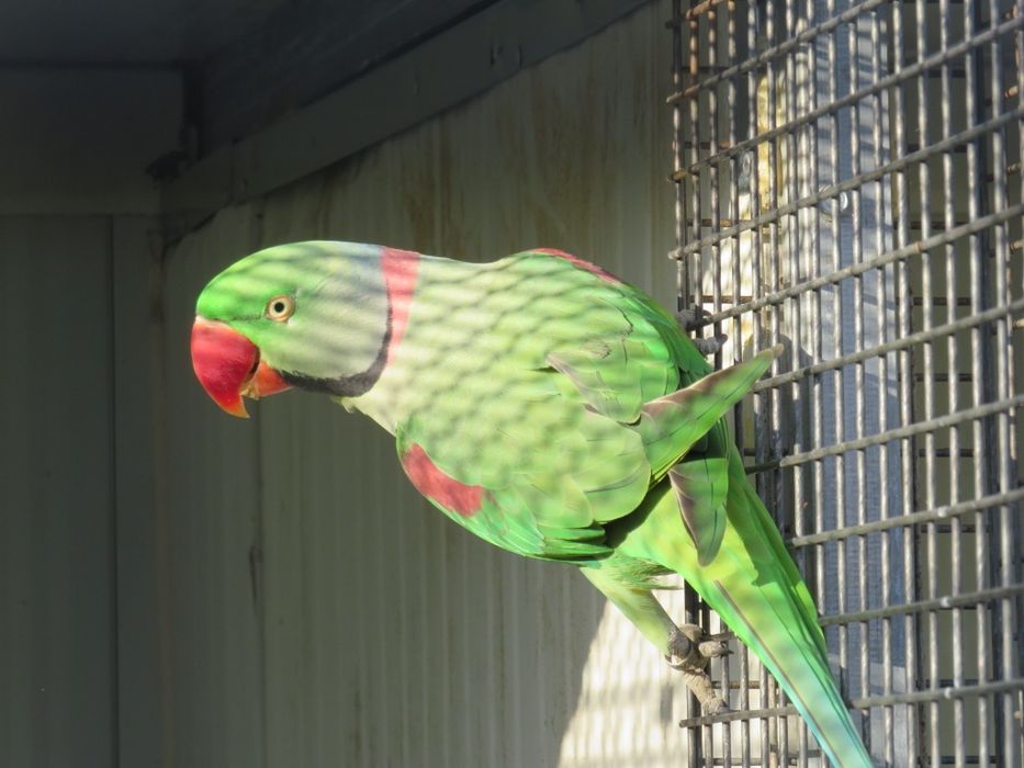 Alexandrino para criar à mão