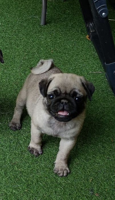 Mops szczenie  z rodowodem