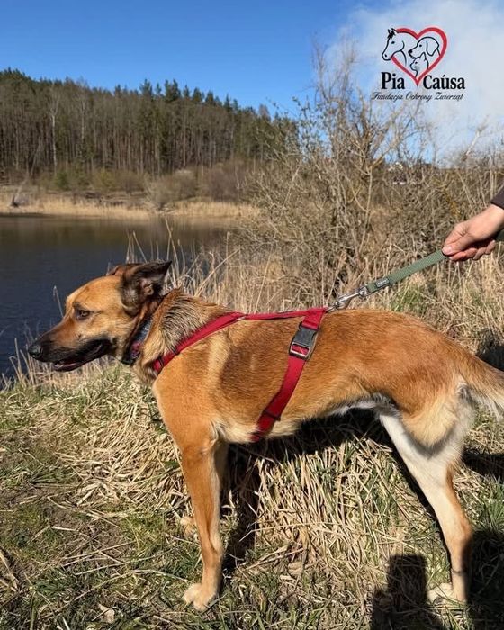 Kochaniutka Pola szuka domku