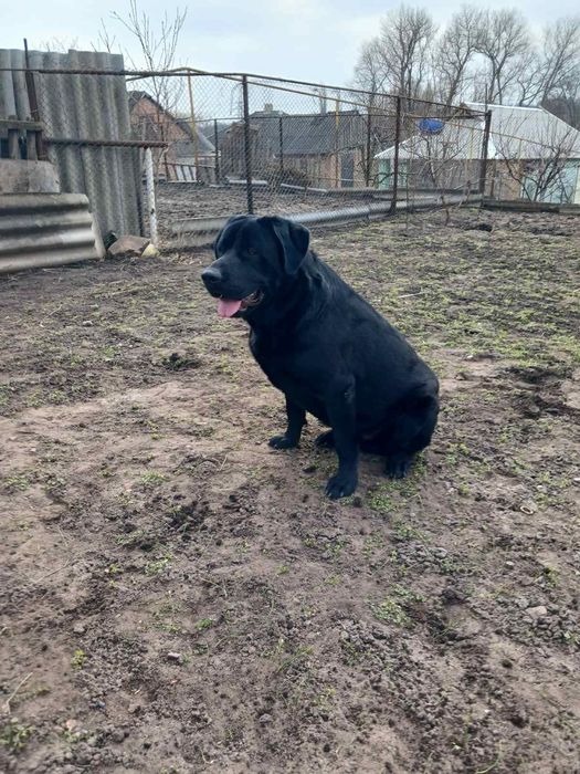 Лабрадор для в'язки.