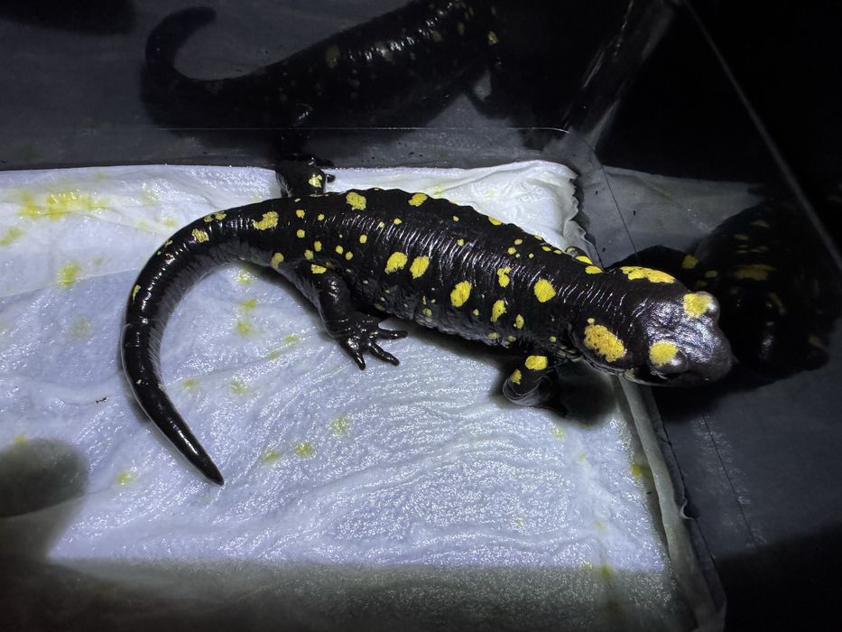 Salamandra s. Almanzoris cb23