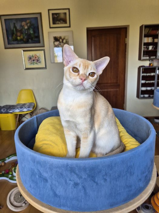 kocurek burmski jak młody król lew - kocięta burmańskie