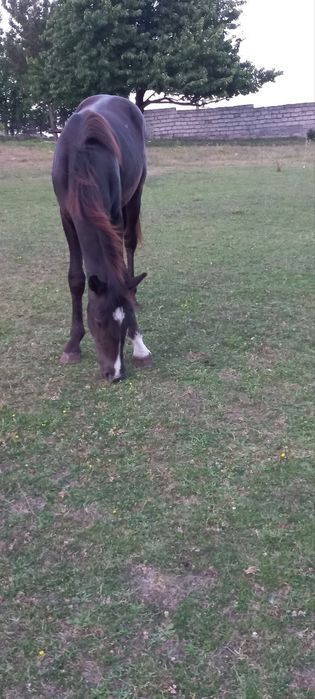 Продам жеребця, молоді коні