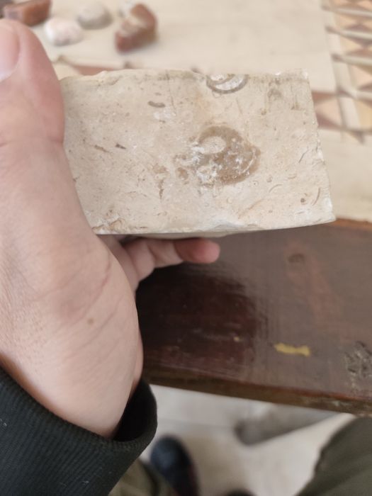 Fóssil em calcário e  quartzo