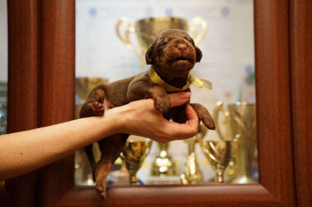 Щенки добермана бронь