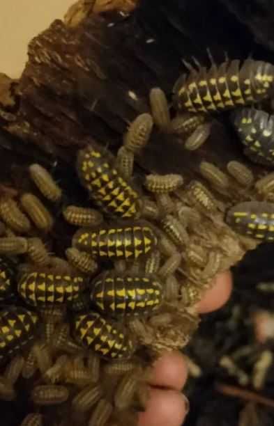 Armadillidium gestroi isopody równonogi kulanki