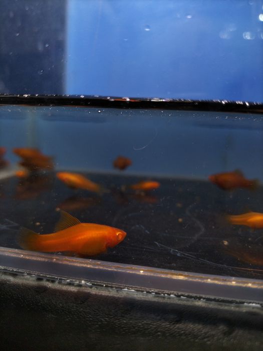 Młode narybek mieczyki pakiet ok 25szt