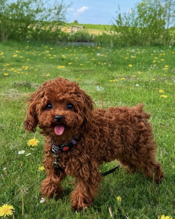 Malutki piesek Maltipoo F1B