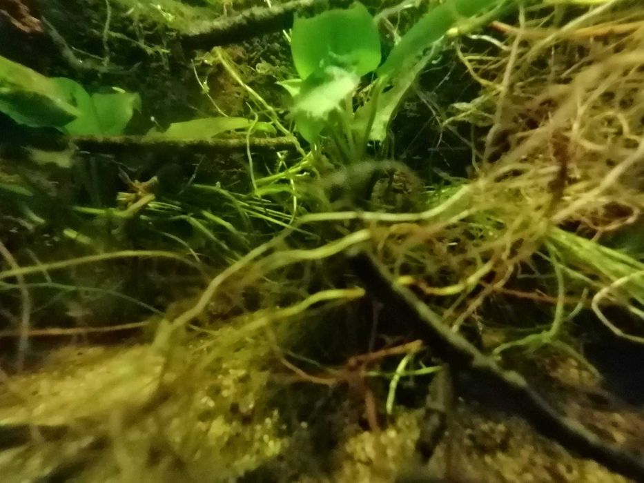 Fantástico Paludário Natural 40cm