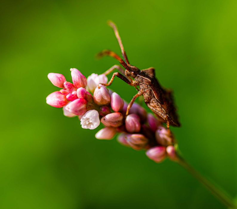 Tokina AT-X PRO D 100mm f/2,8 Macro (Nikon)