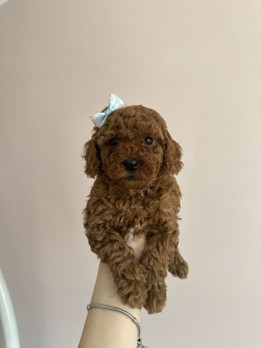 Dalia Suczka Pudel Maltipoo Bichpoo Wyprawka Badania genetyczne