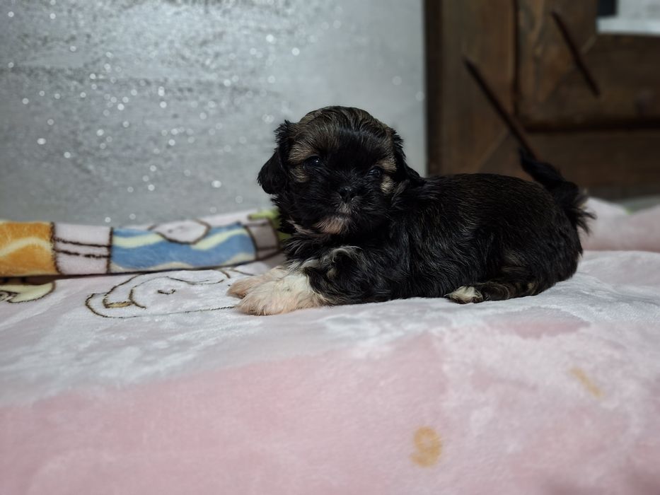 Shih-tzu mini piesek
