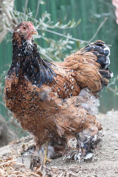 Ovos de galinha brahma mil flores faço envios