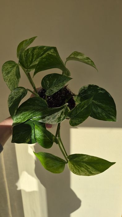 Епіпремнум Марбл Квін (Epipremnum Marble Queen)