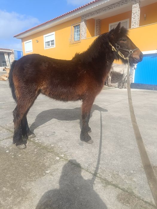 Para venda pônei femia