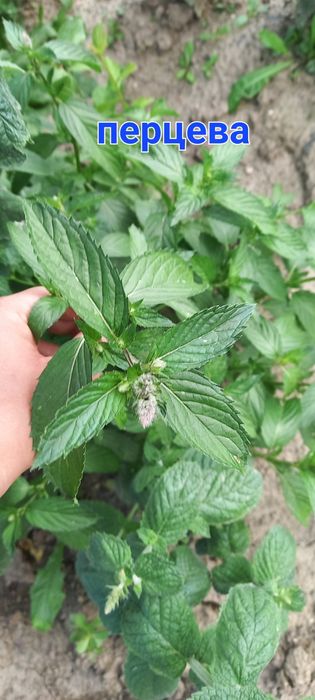 М'ята, більше 70 сортів в наявності. Маю інші пряні. Лаванда Чебрець Орегано Лавандин