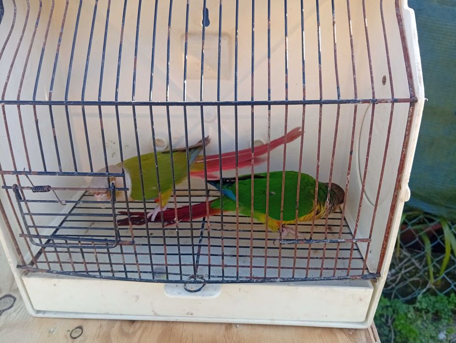 Pyrrulas red rumped periquitos caturras e casal de degolados