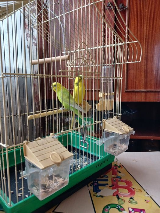 Клітка для папуги