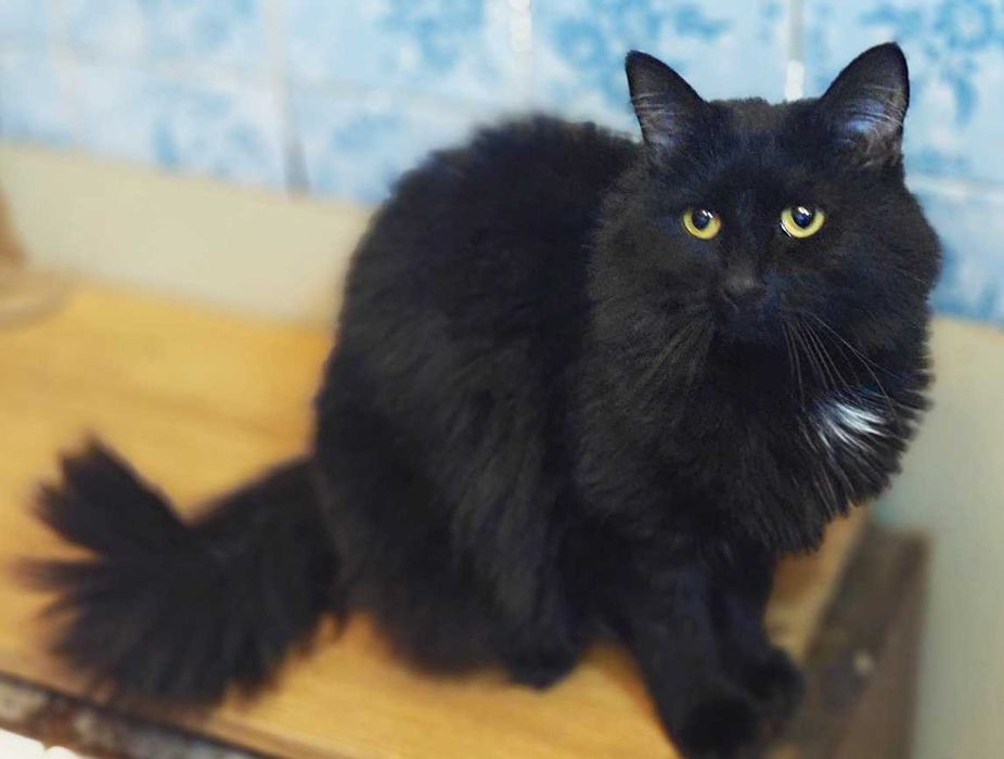 Шикарна ніжна і граційна кішечка Муза (1 рік). Стериліз. Кошка