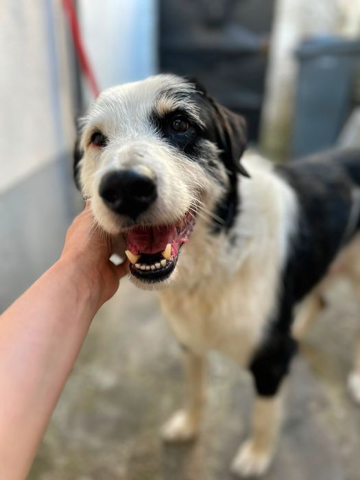 Cão para adoção responsável