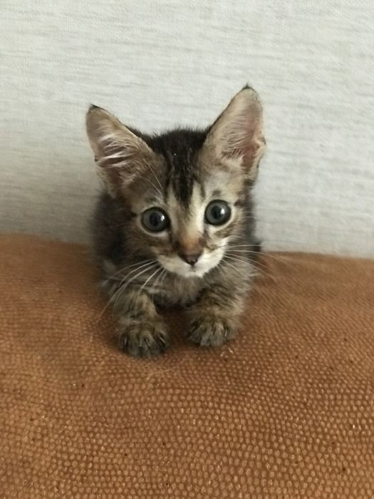 Котенок в добрые руки