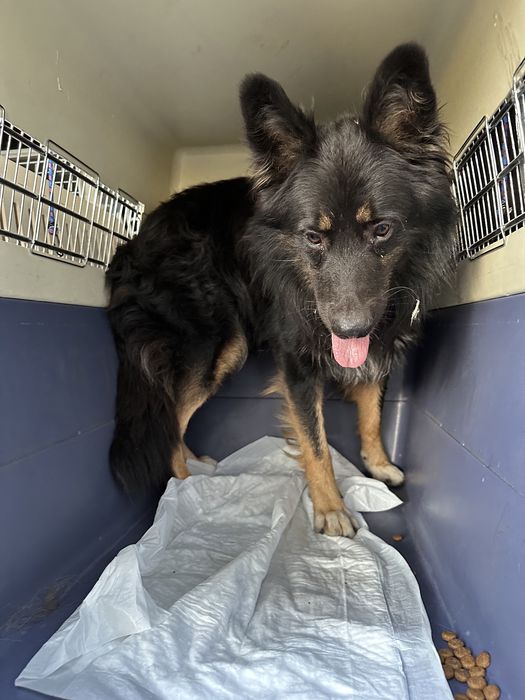 Доставка, перевезення тварин закордон. Перевозка животных в Европу.